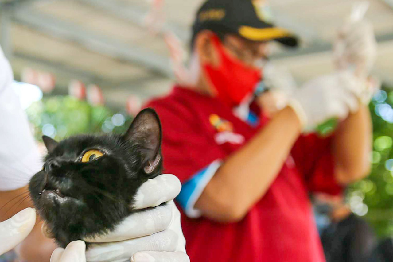 Cegah Penularan Rabies,...
