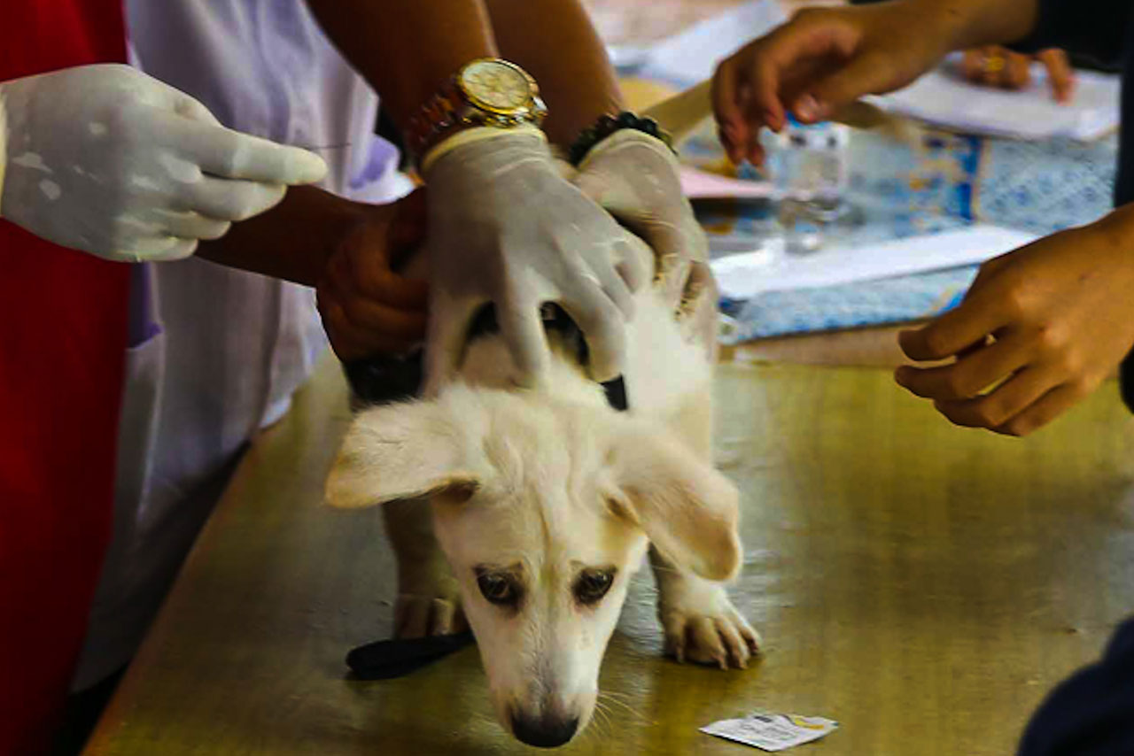 Cegah Penularan Rabies,...
