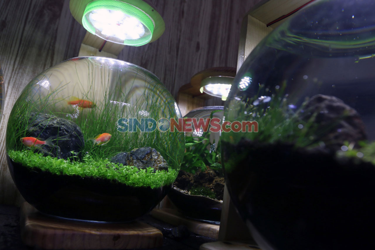 Bisnis Aquascape Mini...