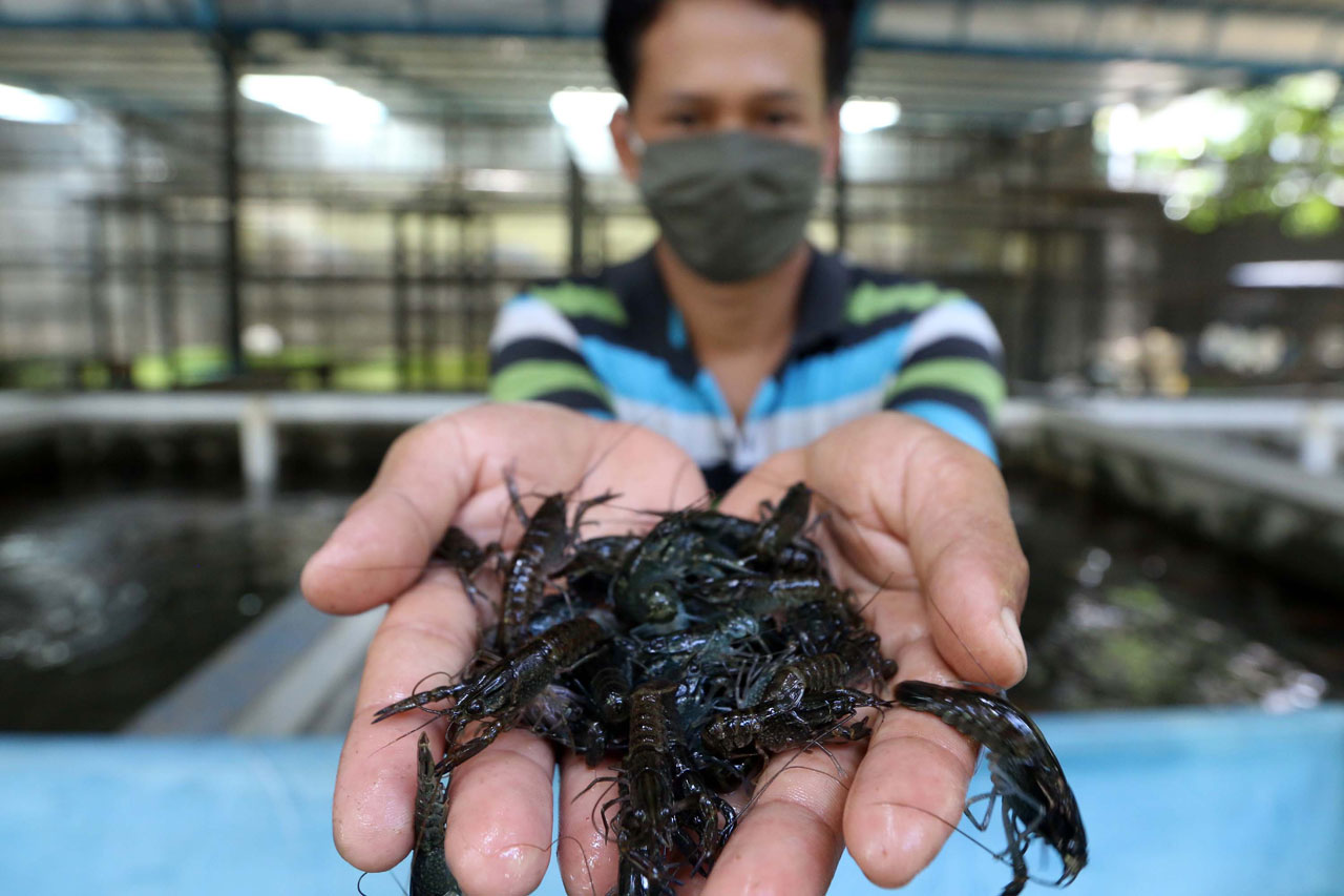 Budidaya Lobster Air...