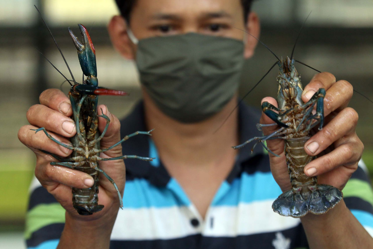 Budidaya Lobster Air...