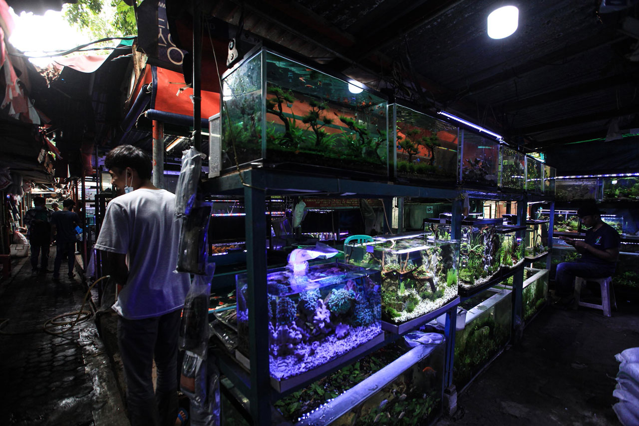 Penjual Ikan Hias Tetap...