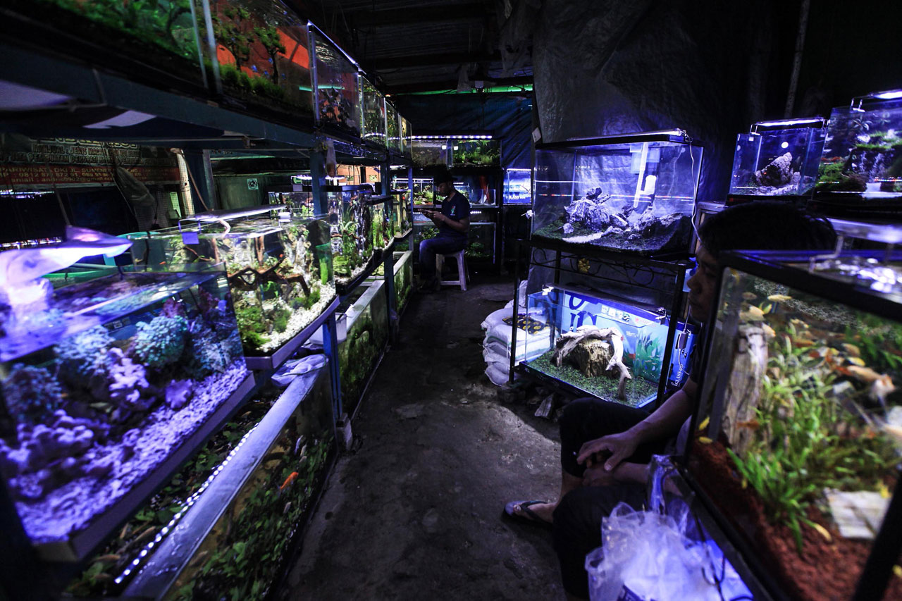 Penjual Ikan Hias Tetap...
