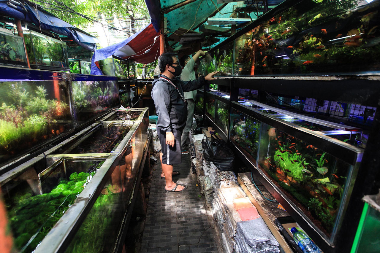 Penjual Ikan Hias Tetap...
