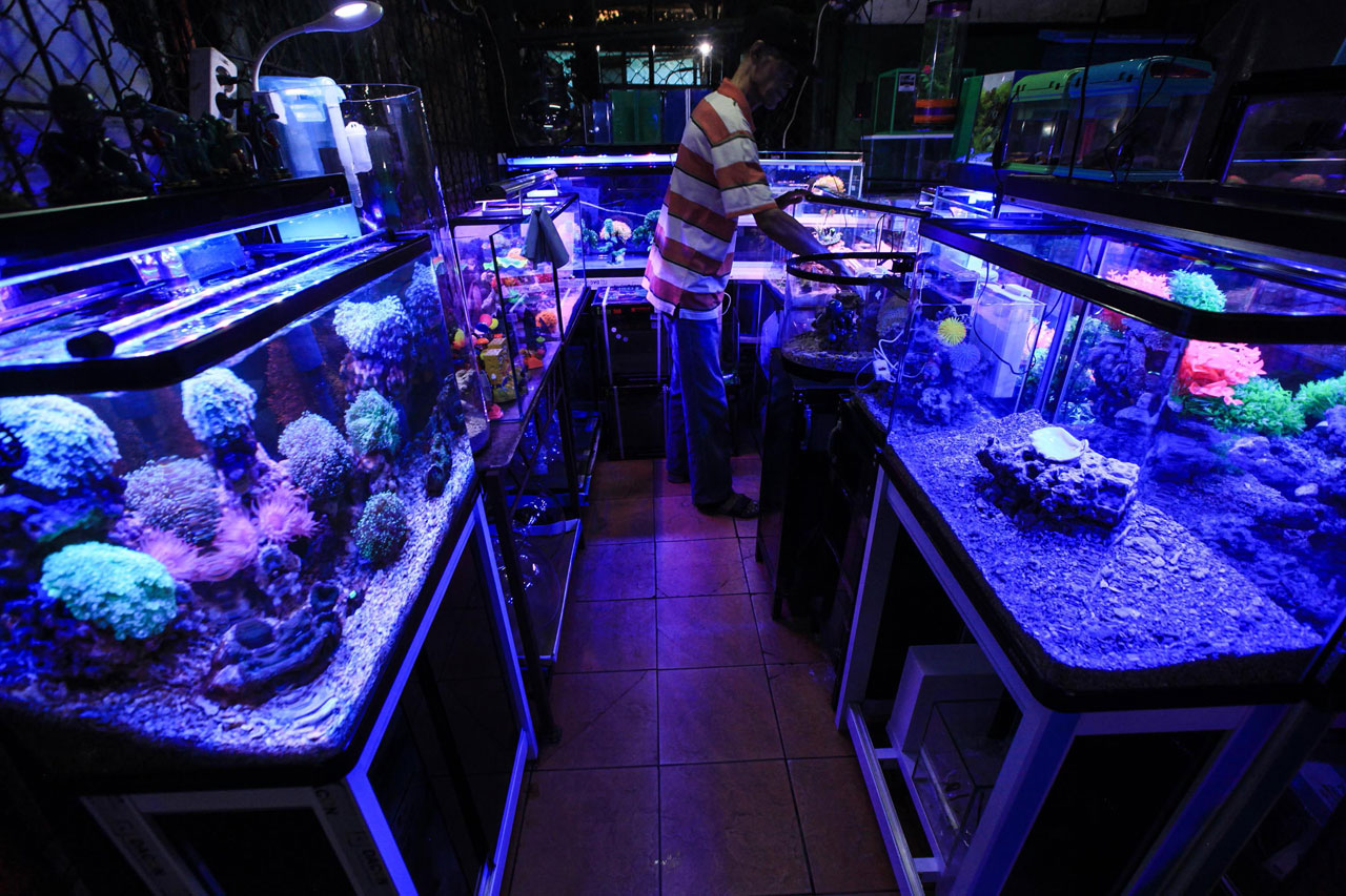 Penjual Ikan Hias Tetap...