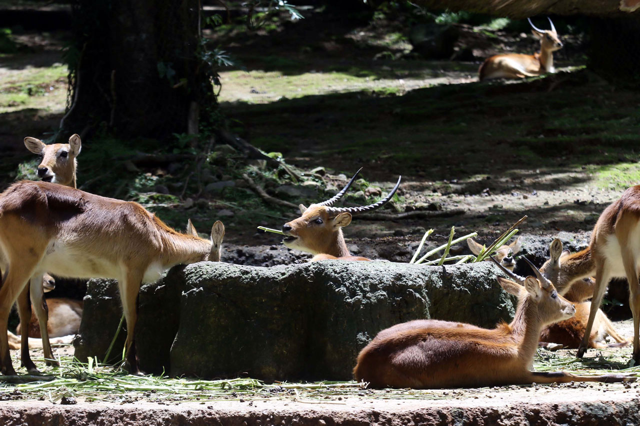 Taman Safari Bogor Batasi...