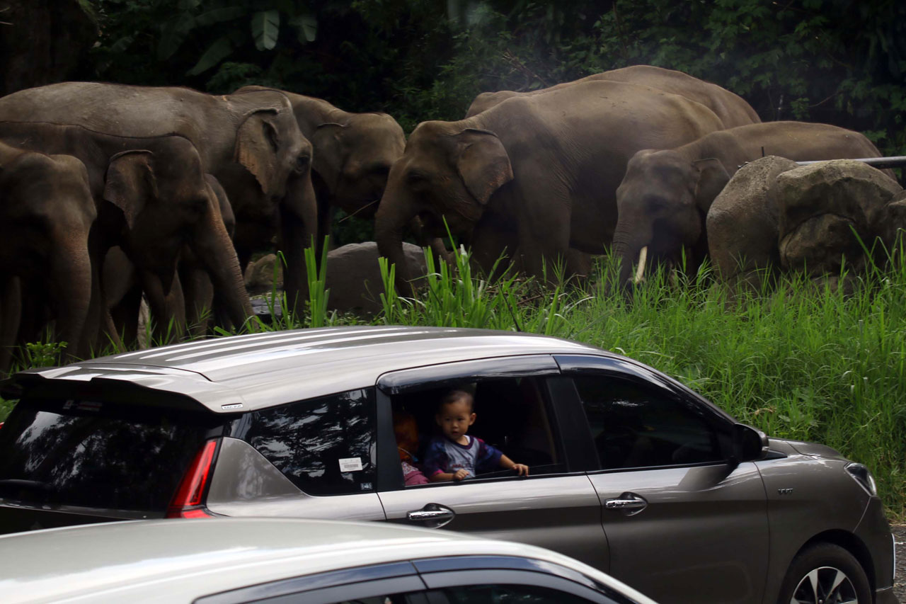 Taman Safari Bogor Batasi...