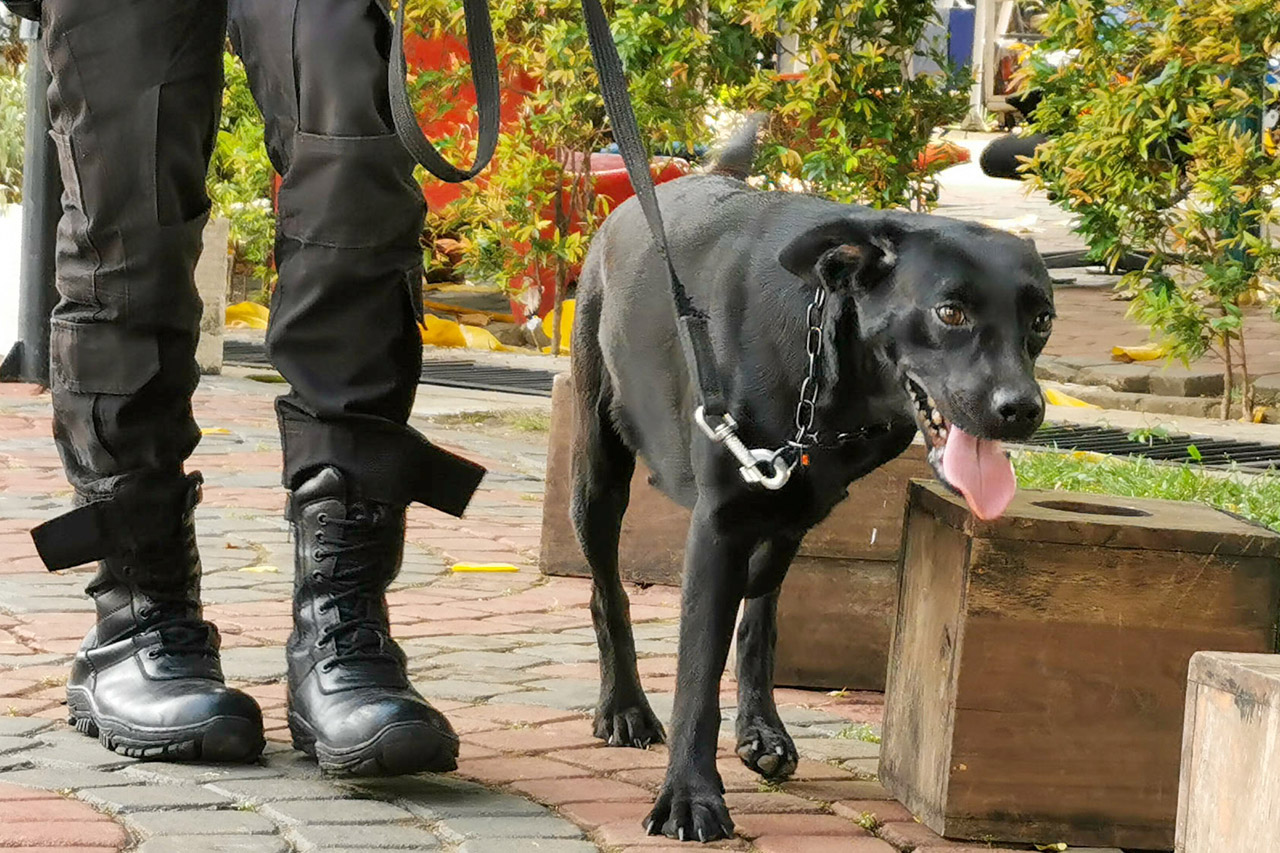 Pamdal DPR Latih Anjing...