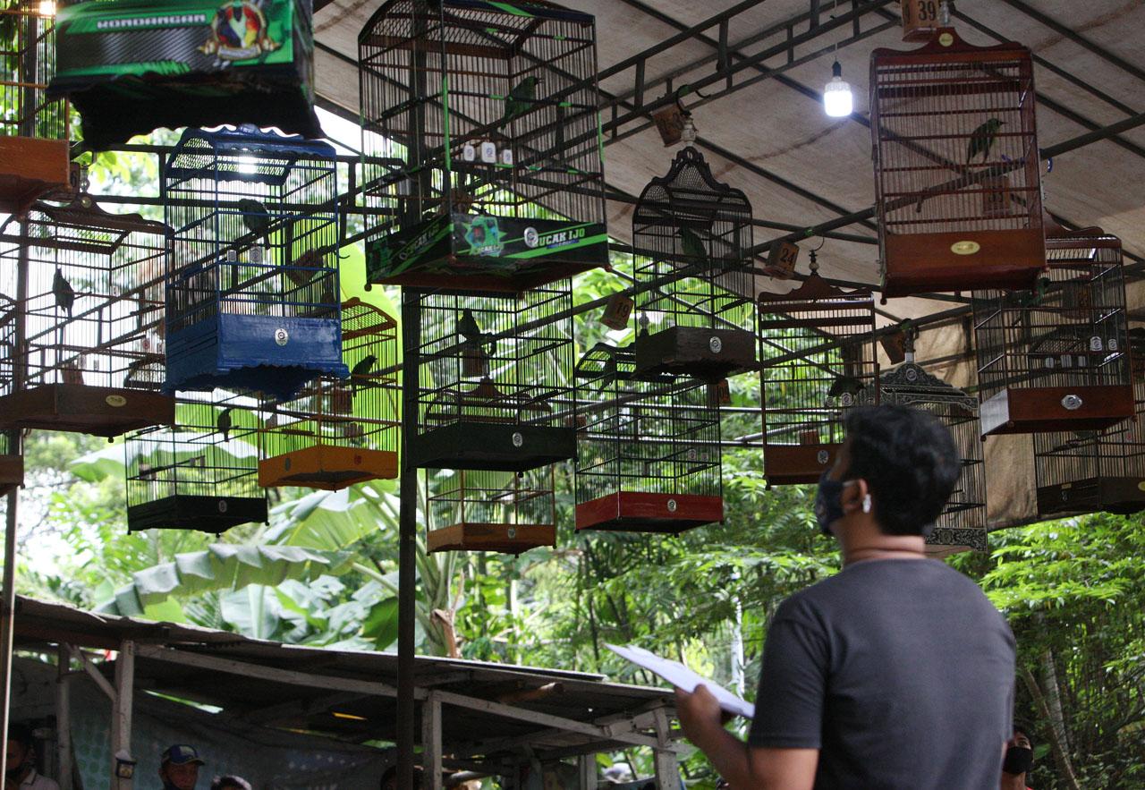 Lomba Kicau Burung Terapkan...