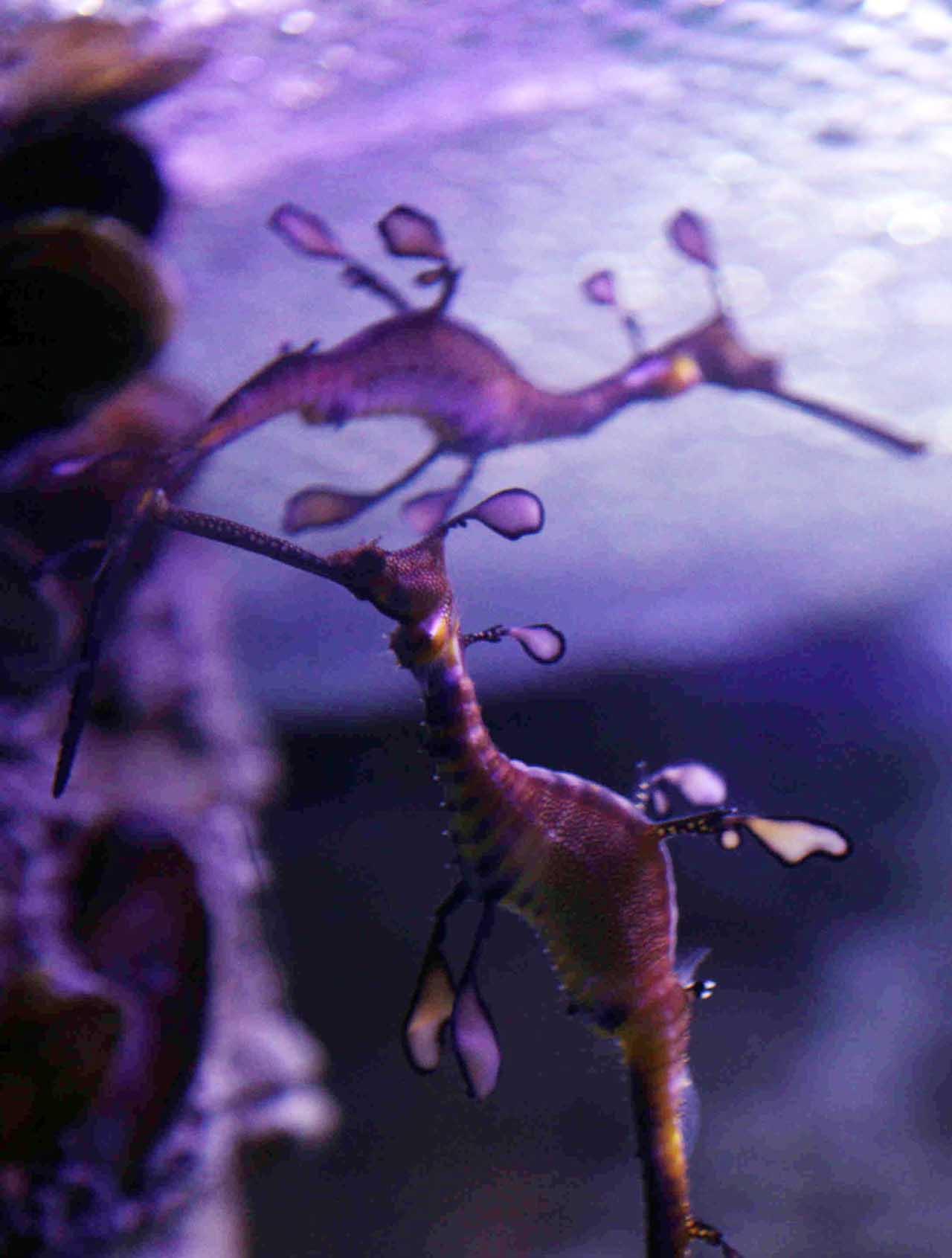 Jakarta Aquarium Perkenalkan...