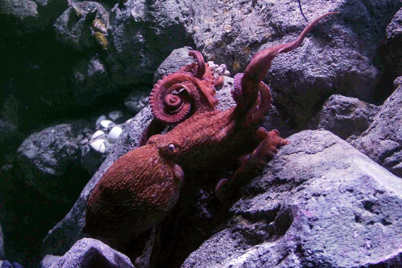 Jakarta Aquarium Perkenalkan...
