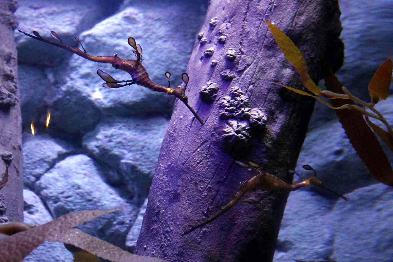 Jakarta Aquarium Perkenalkan...