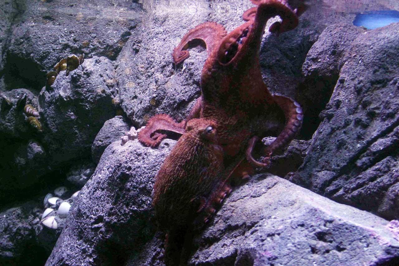 Jakarta Aquarium Perkenalkan...