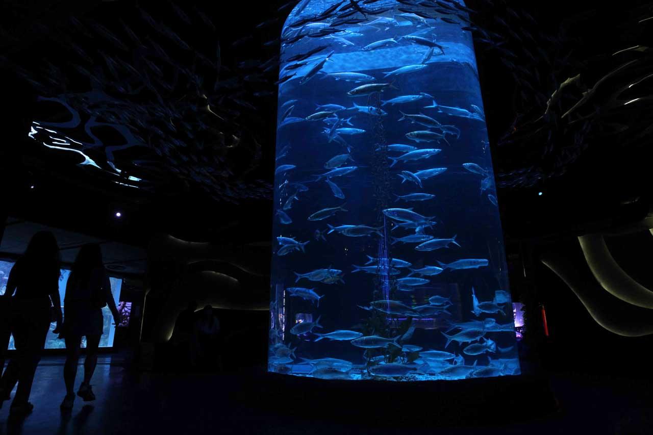 Jakarta Aquarium Perkenalkan...