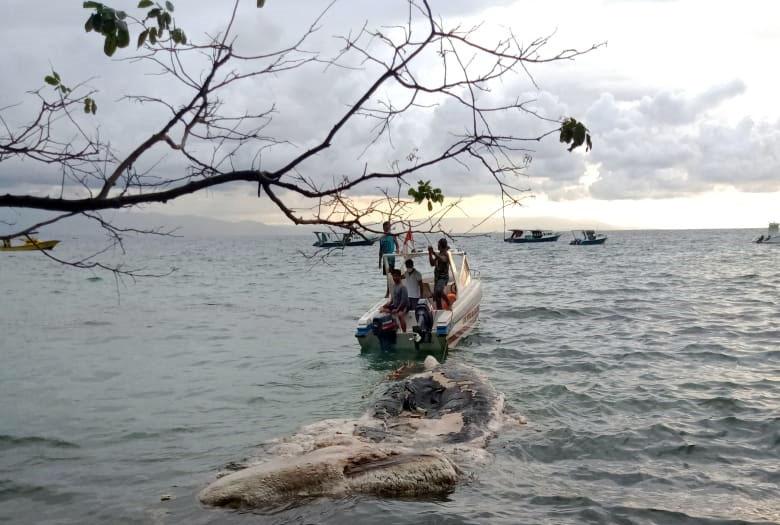 Bangkai Paus Ditemukan...