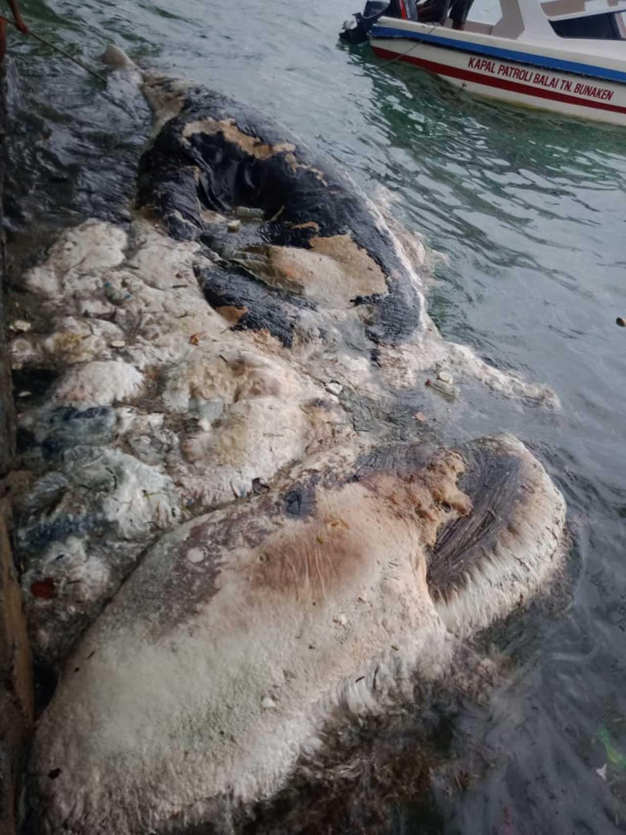 Bangkai Paus Ditemukan...