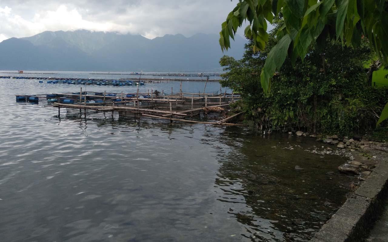 Ribuan Ikan di Danau...