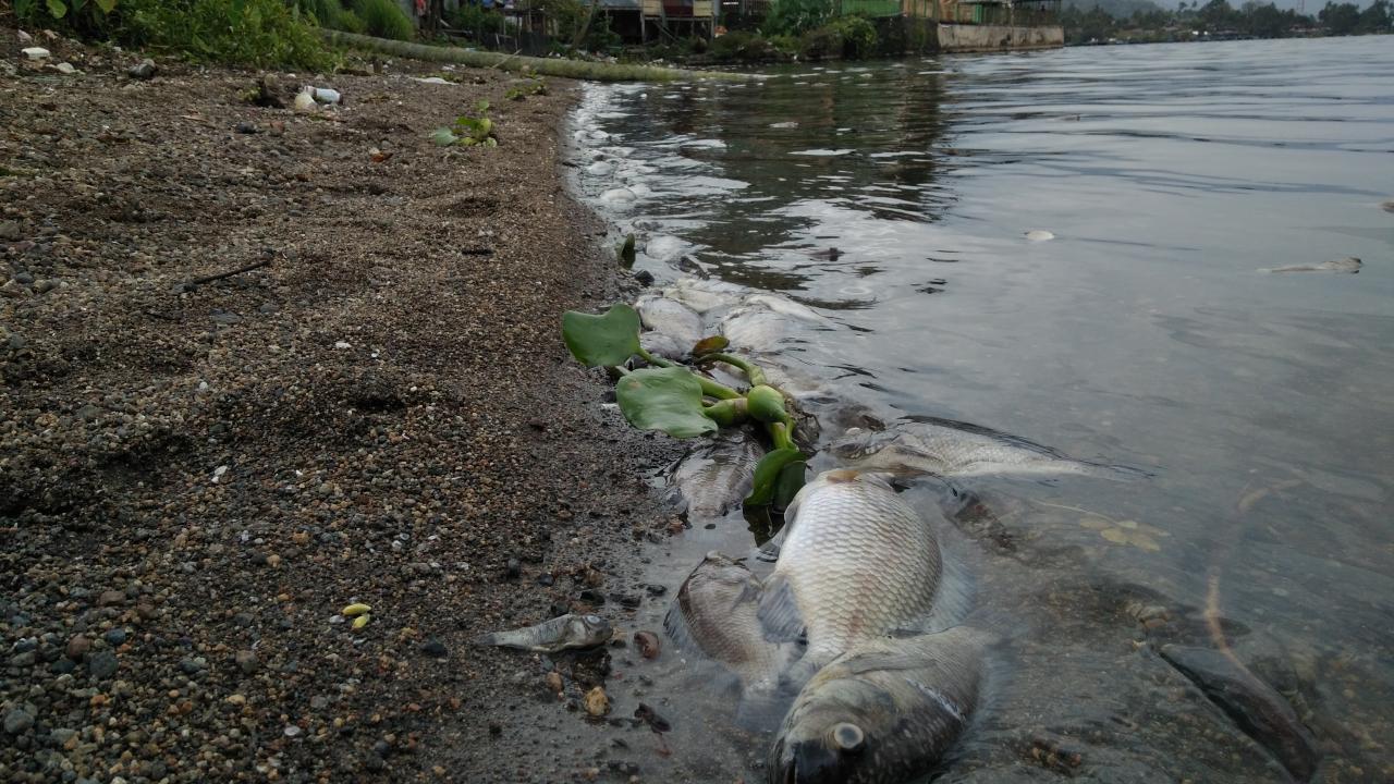 Ribuan Ikan di Danau...