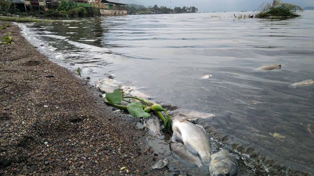 Ribuan Ikan di Danau...