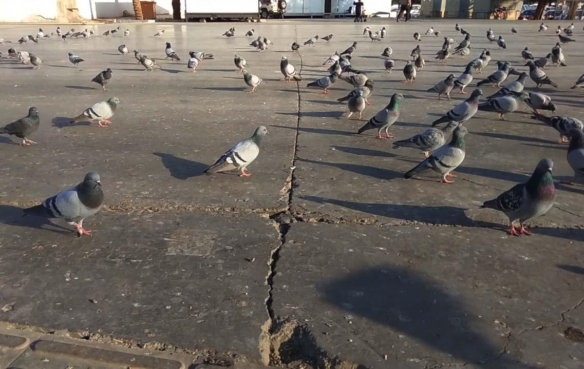 Cerita Sepasang Merpati...