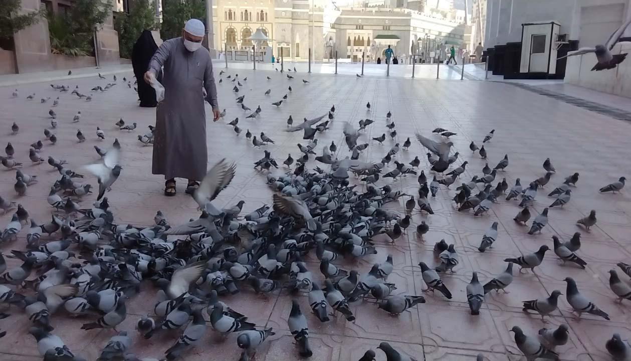 Cerita Sepasang Merpati...