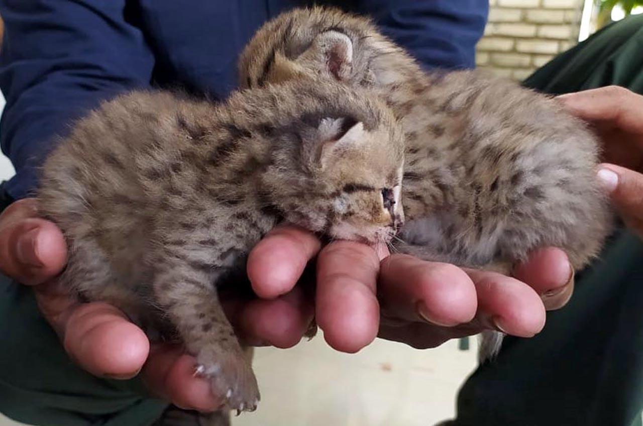 Dua Anak Kucing Hutan...