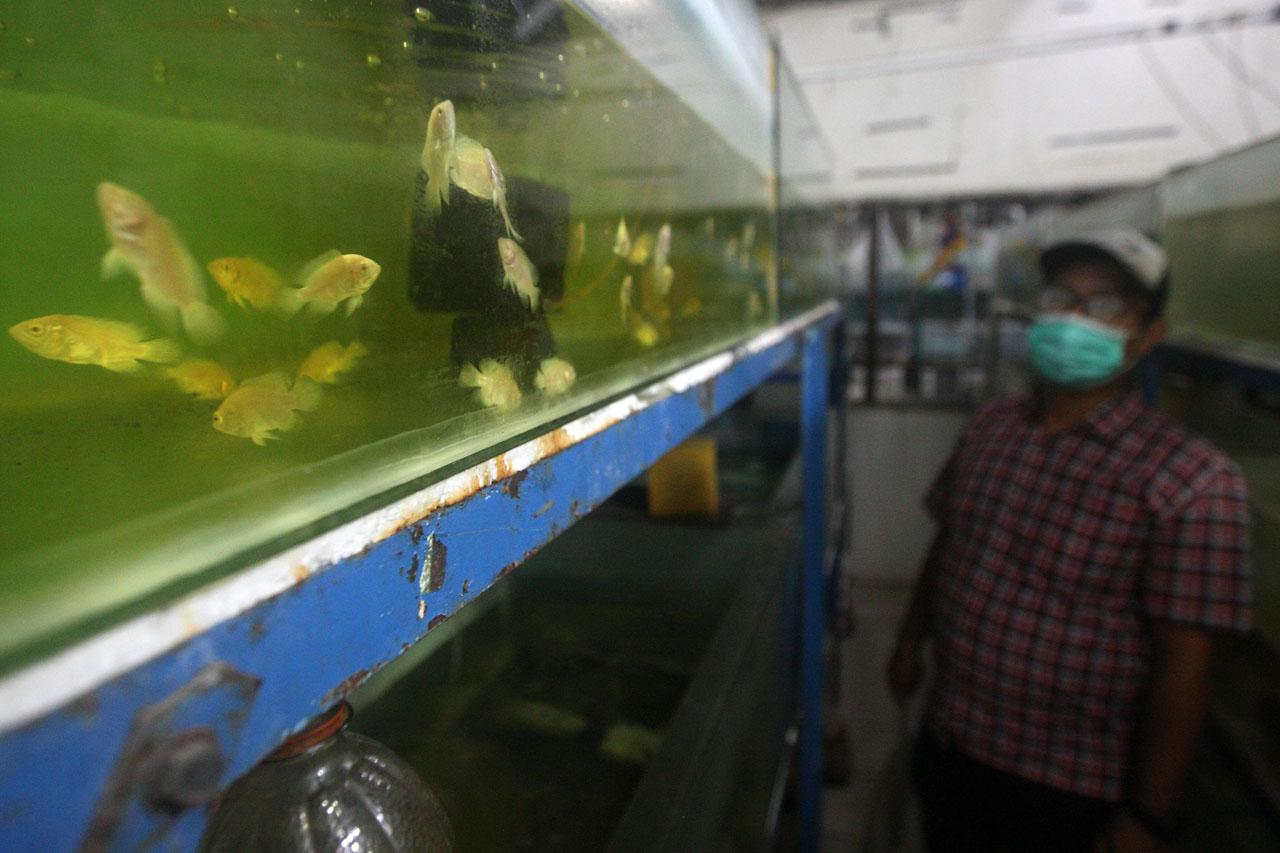 Penjualan Ikan Hias...
