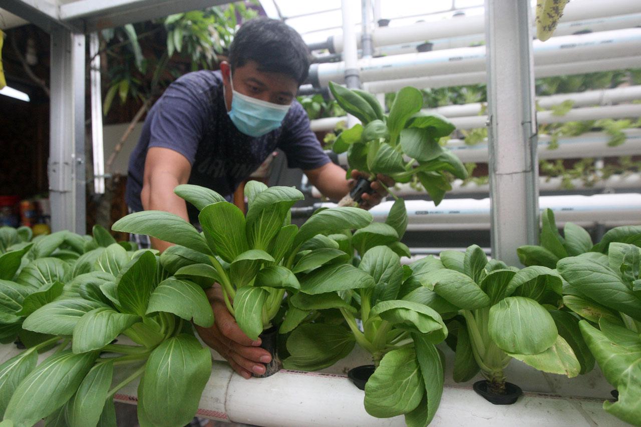 Berkebun Hidroponik...