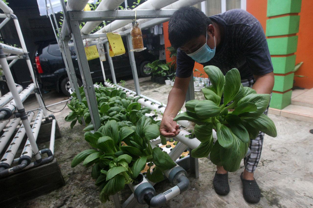 Berkebun Hidroponik...