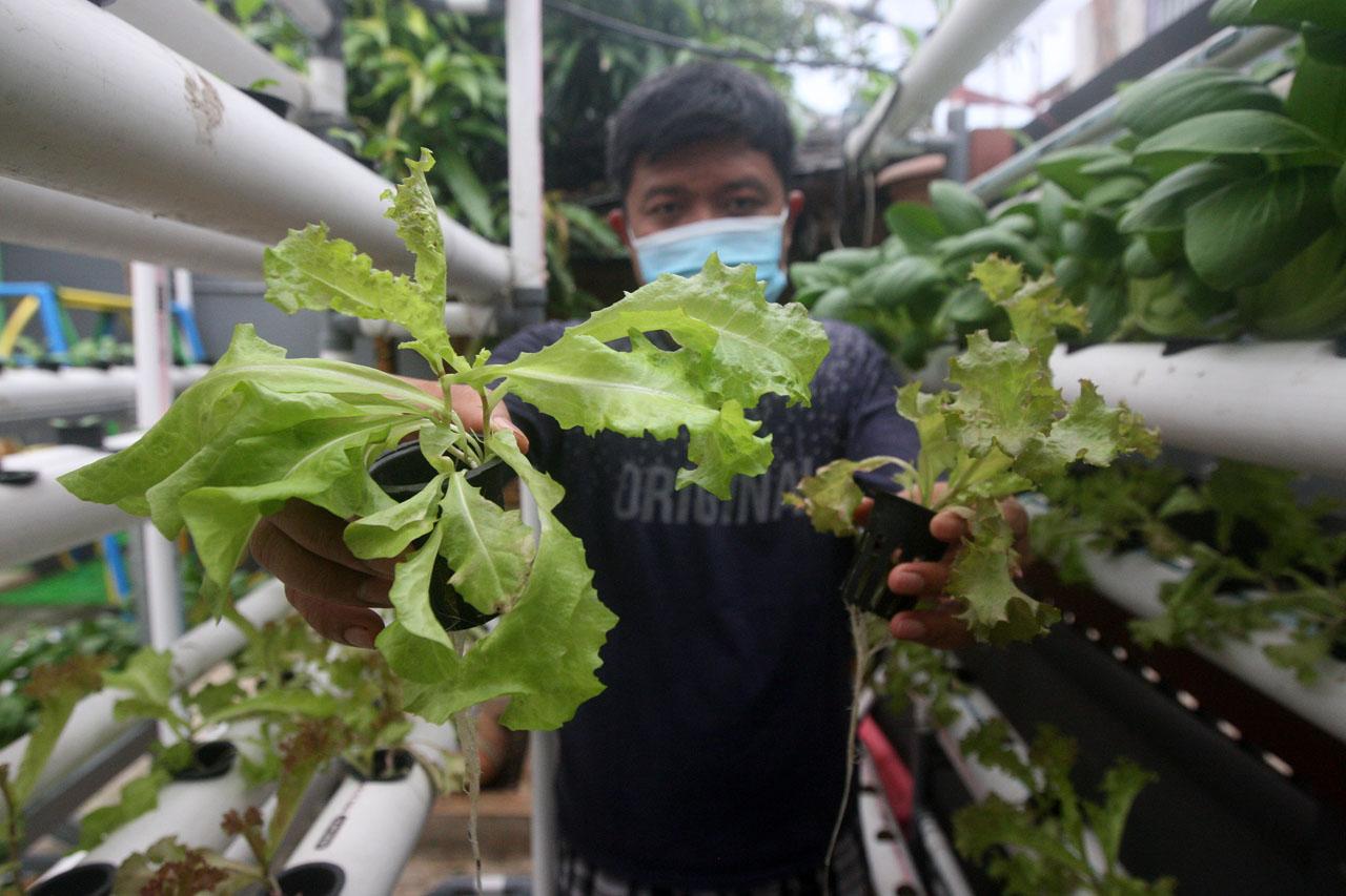 Berkebun Hidroponik...