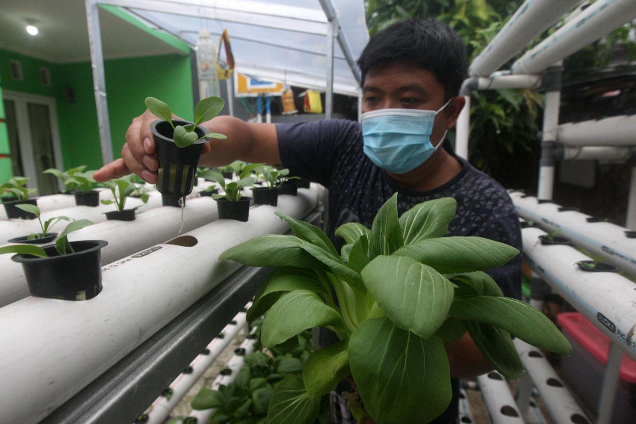 Berkebun Hidroponik...