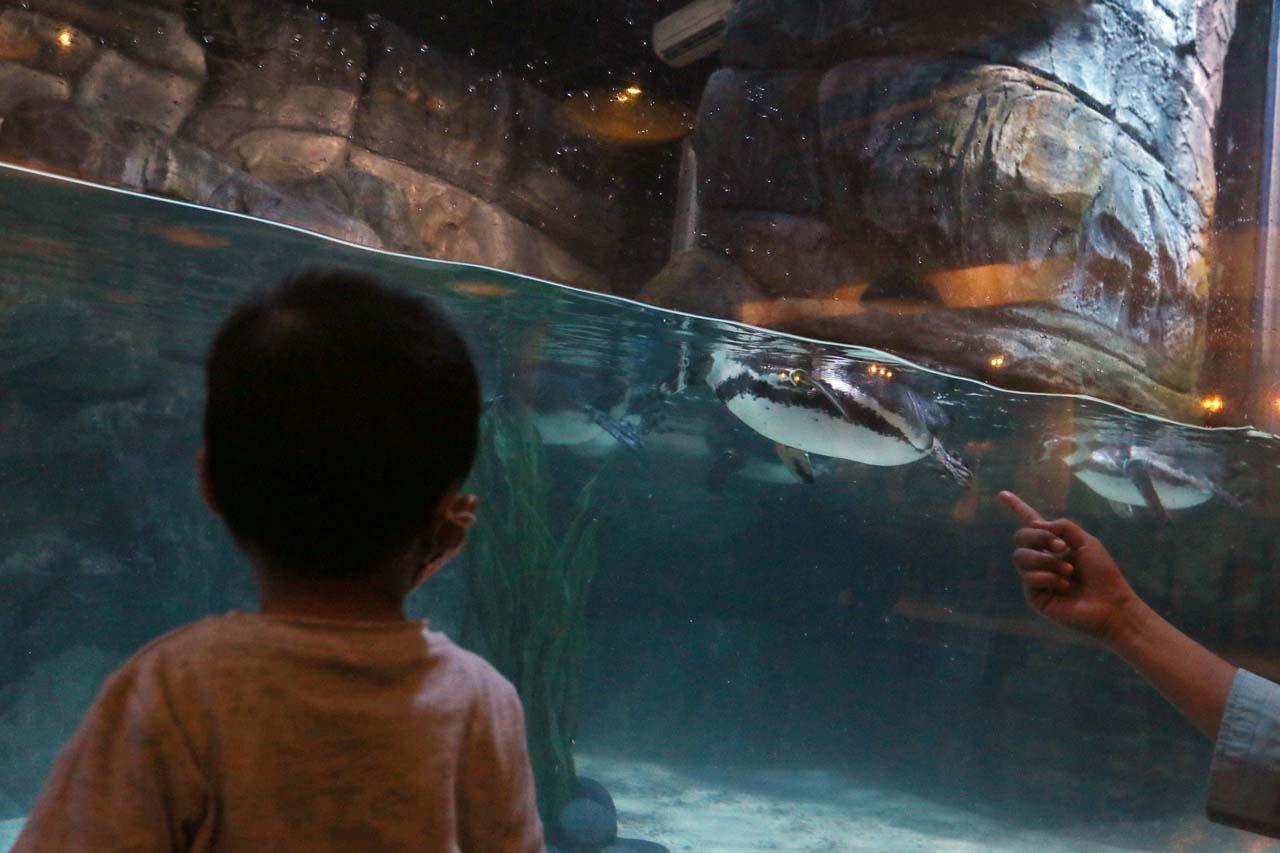 Jakarta Aquarium Safari...