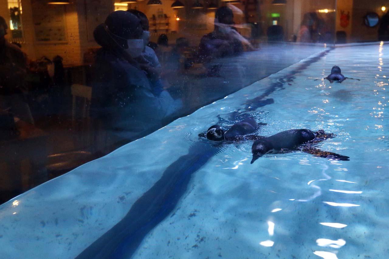 Jakarta Aquarium Safari...