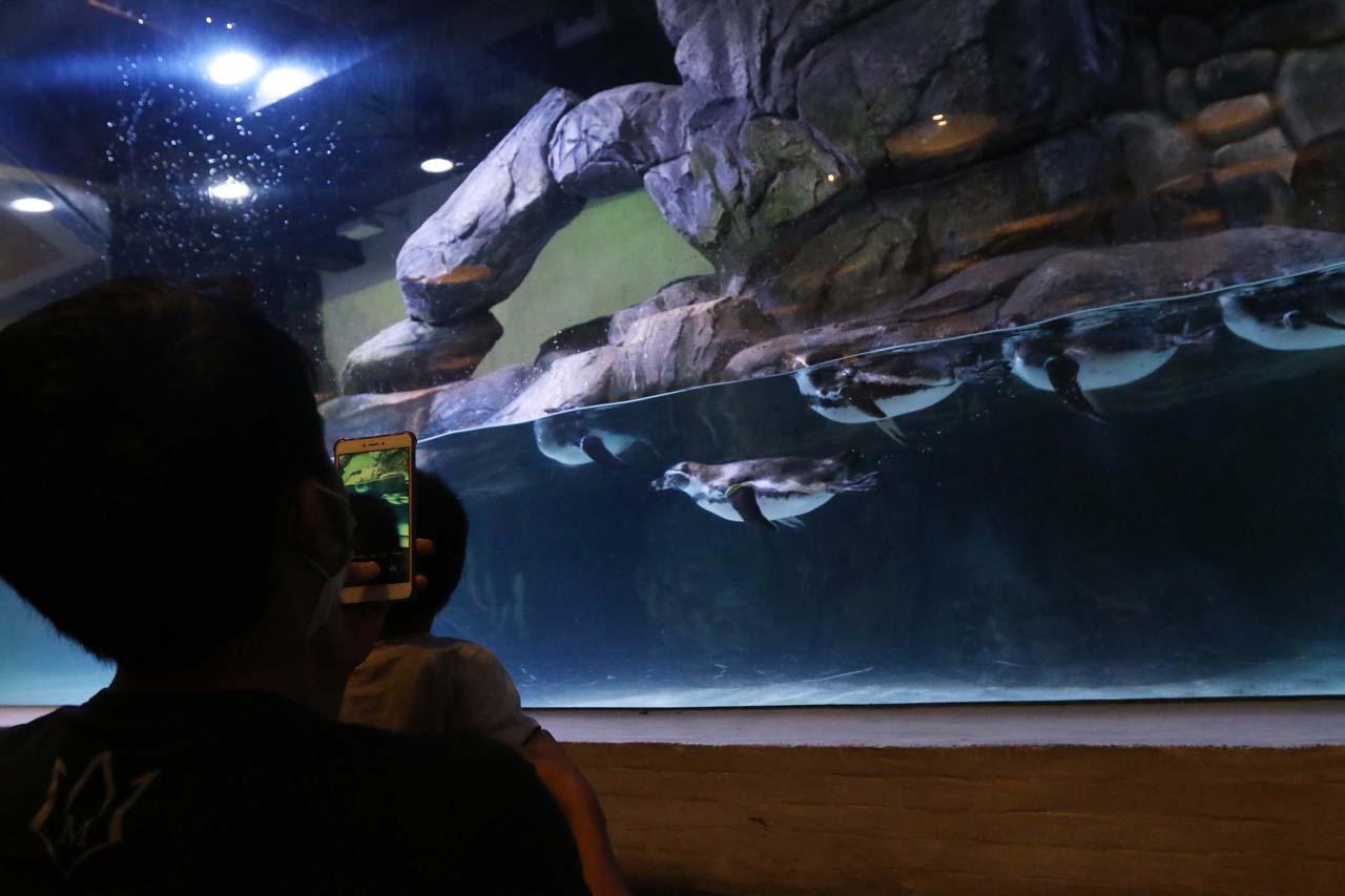 Jakarta Aquarium Safari...