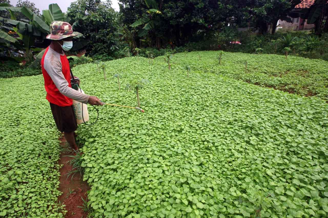 Permintaan Bayam Meningkat...