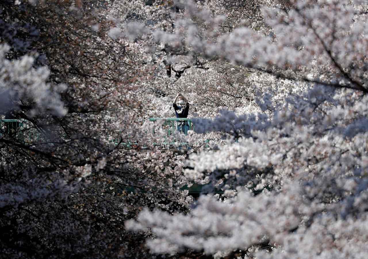 Menikmati Mekar Sakura...