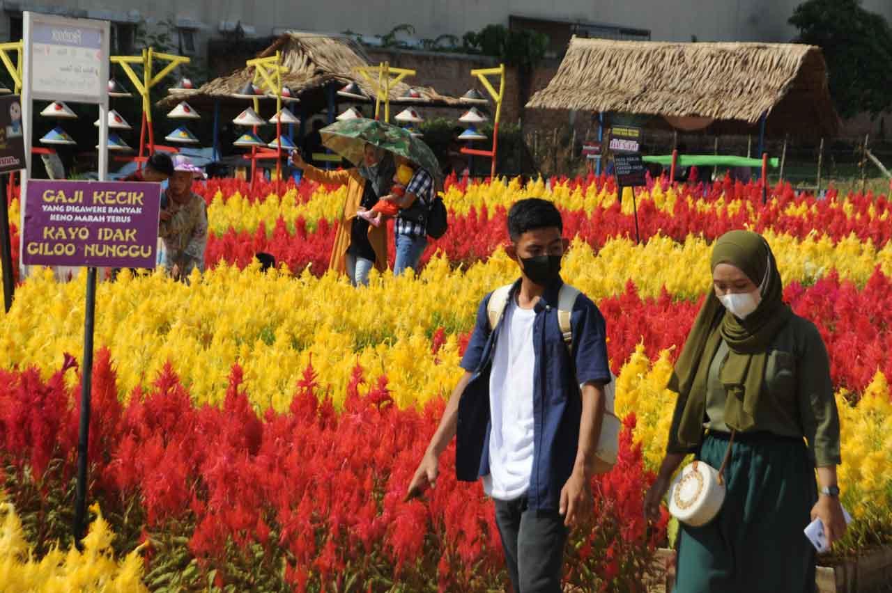 Wisata Taman Bunga Celosia...