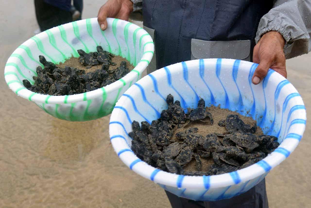 Pelepasan Tukik di Kawasan...