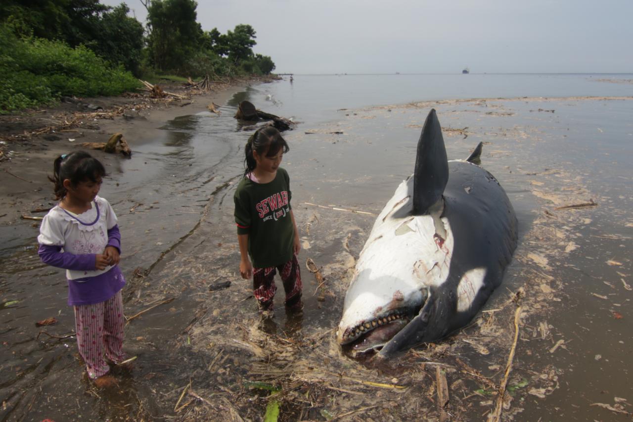 Seekor Paus Pembunuh...