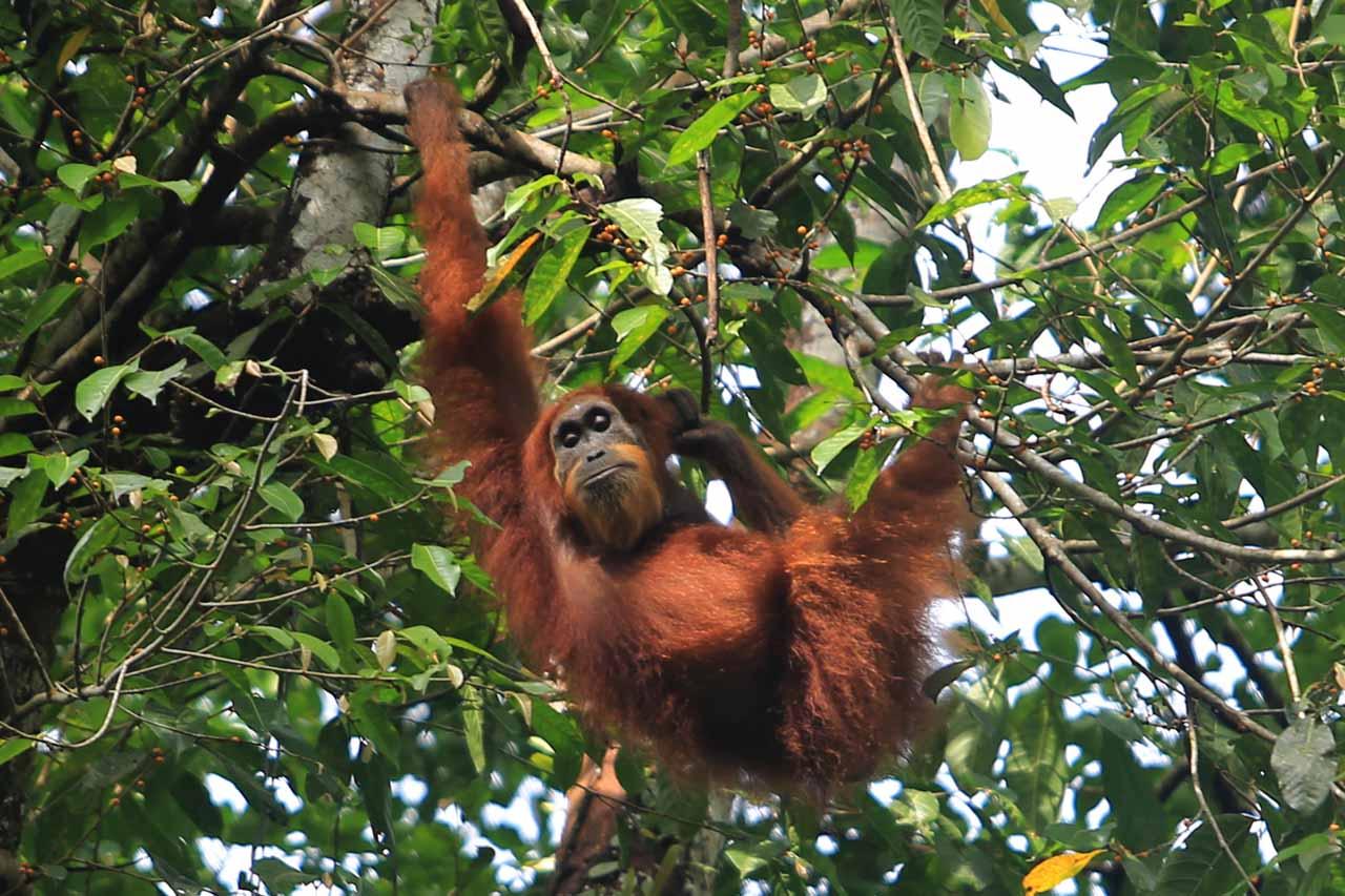 Populasi Orangutan Sumatra...