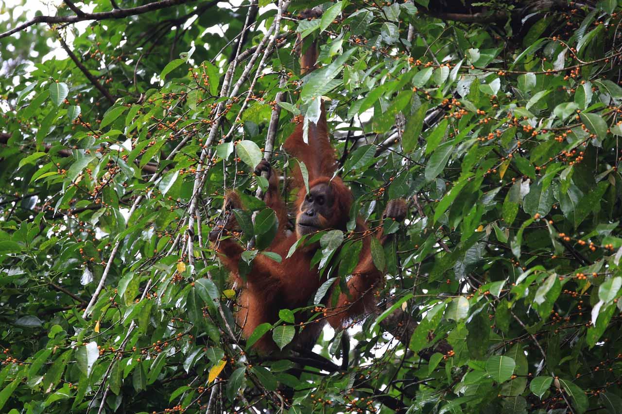 Populasi Orangutan Sumatra...