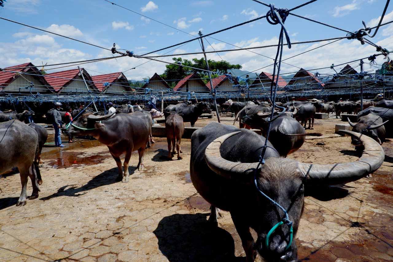Pasar Kerbau Terbesar...