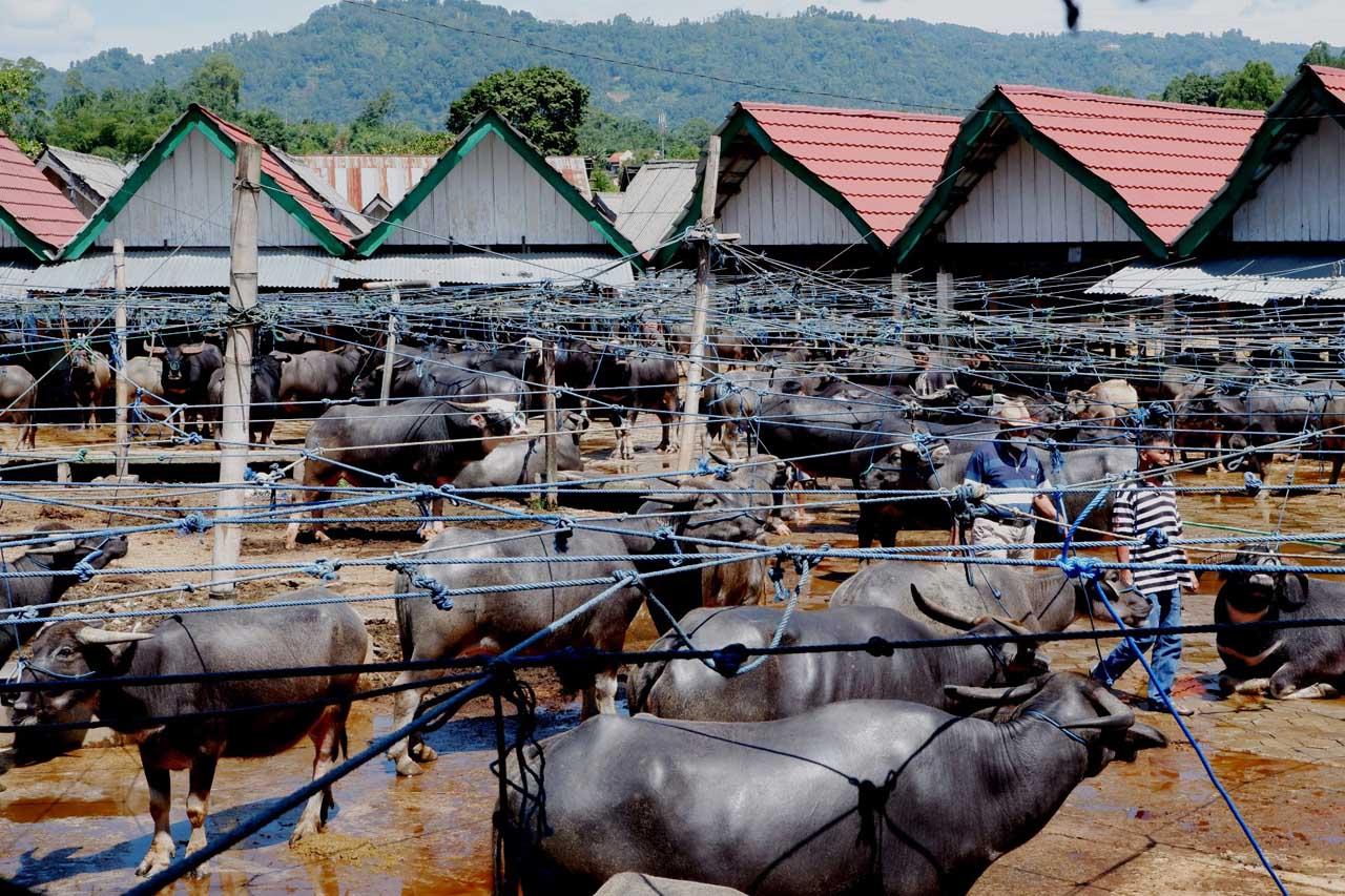 Pasar Kerbau Terbesar...