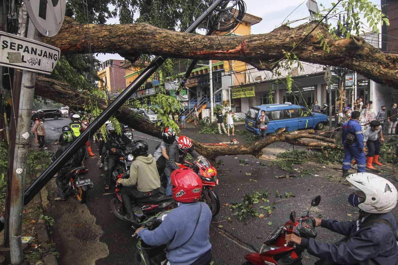 Pohon Tumbang di Jalan...