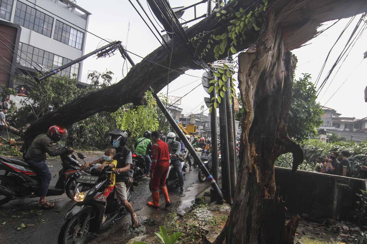 Pohon Tumbang di Jalan...