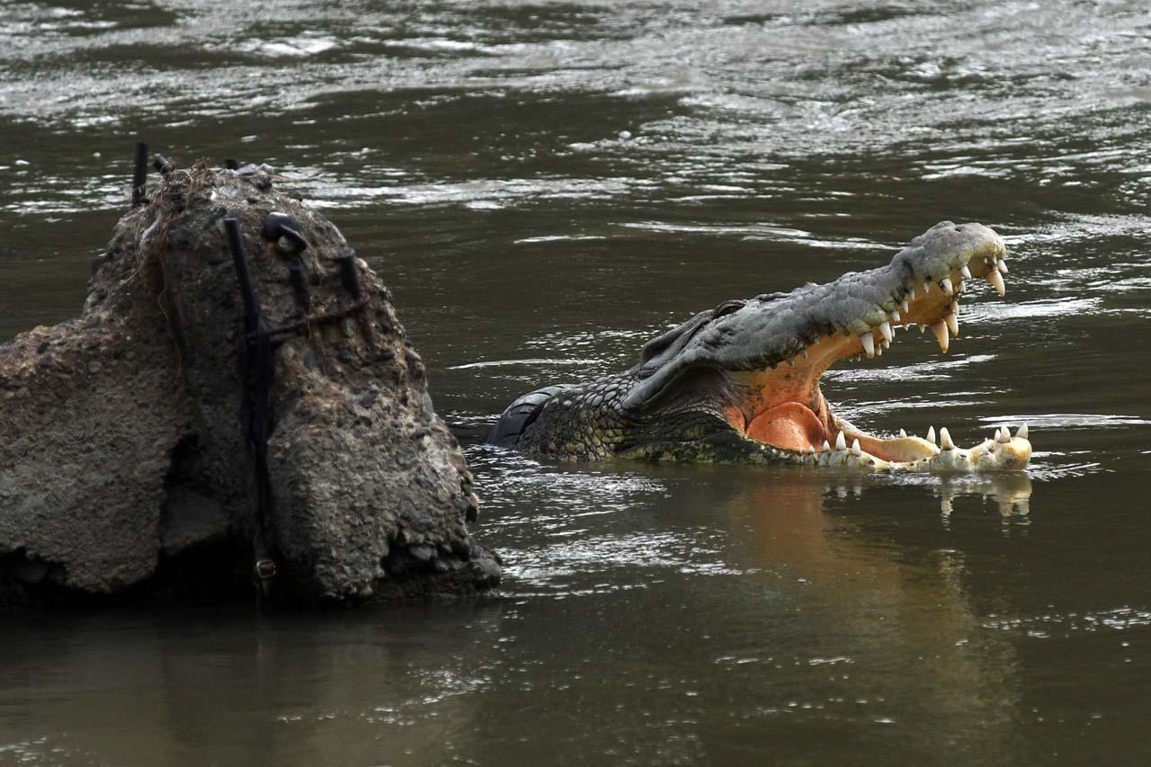 Miris, Buaya Liar Ini...