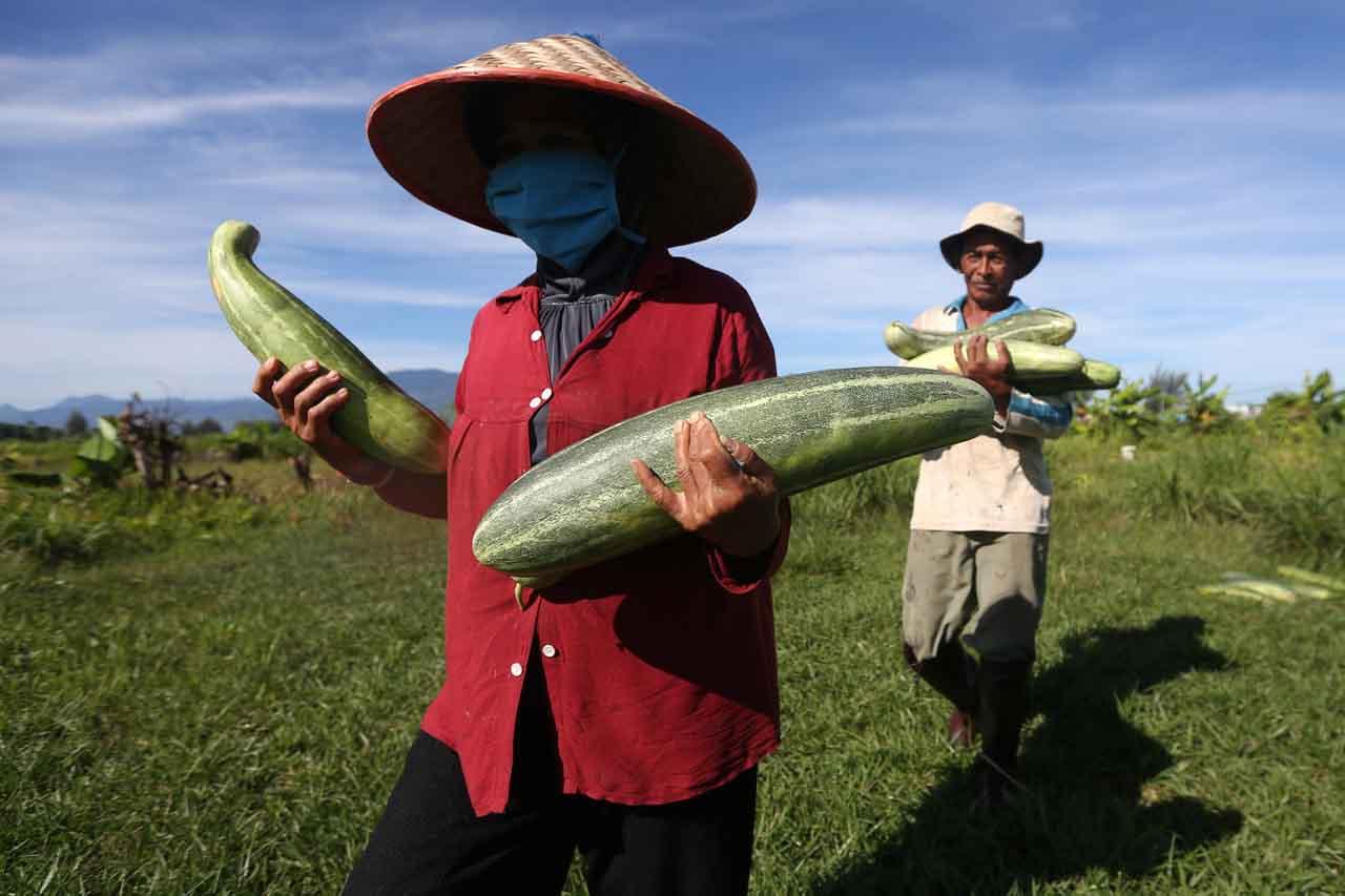 Panen Timun Suri di...