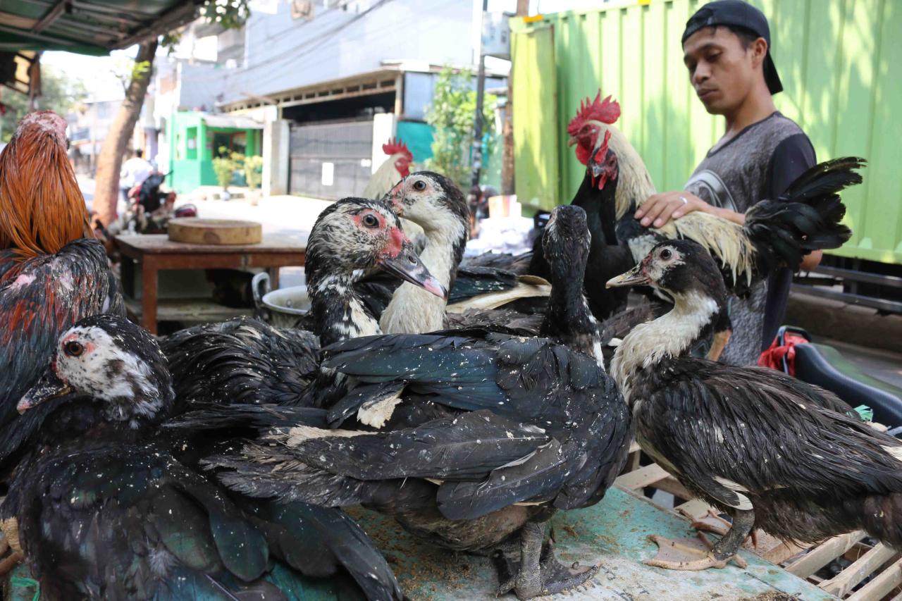 Harga Ayam Kampung Tembus...