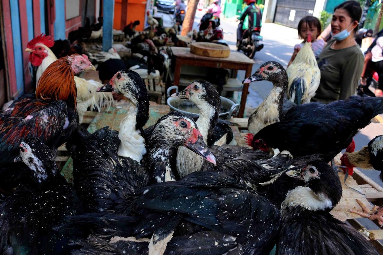 Harga Ayam Kampung Tembus...