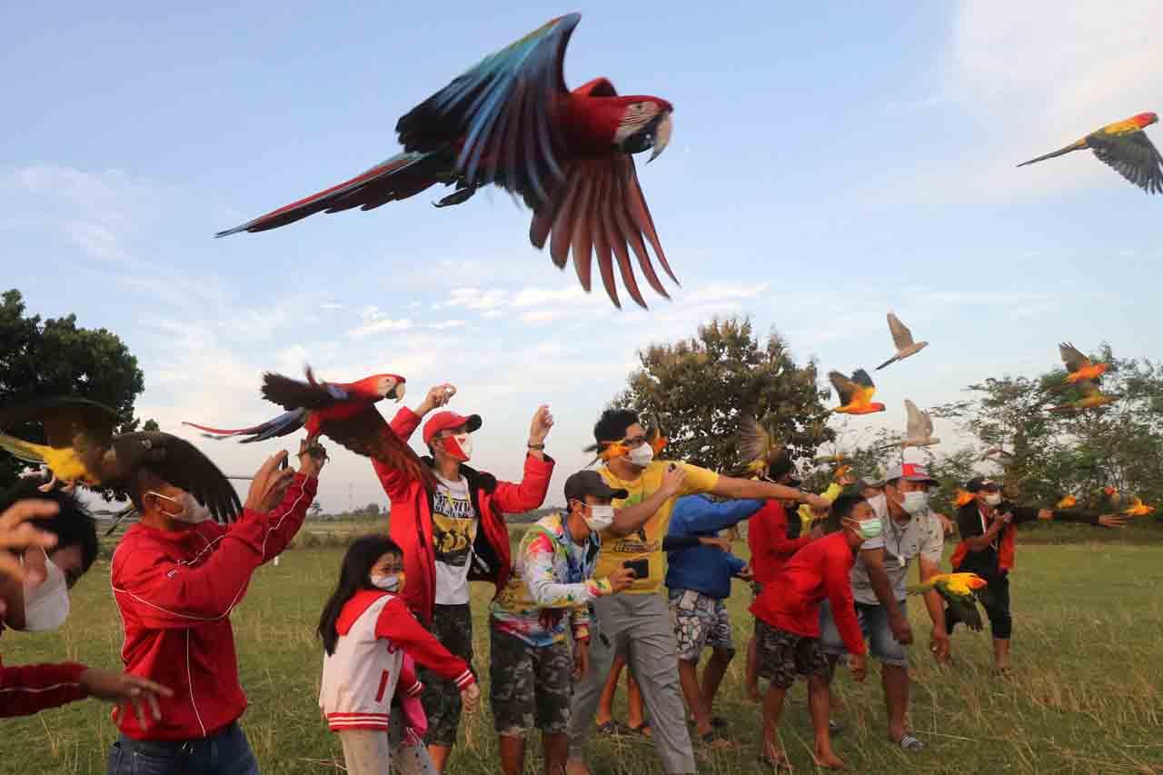 Penggemar Burung Free...